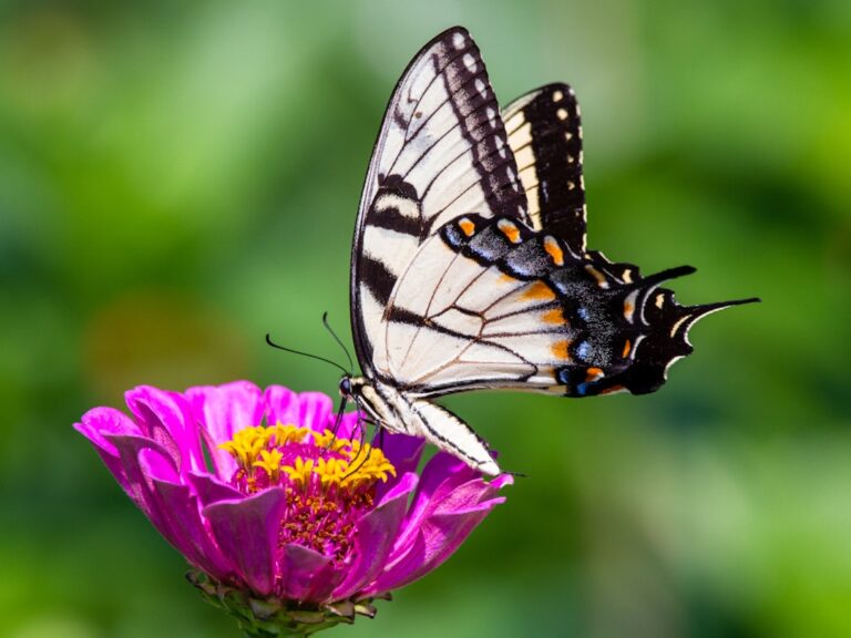 Embracing the Ethereal: Butterfly Aesthetic